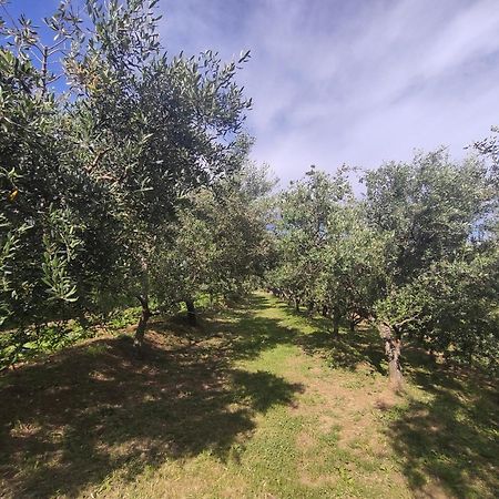 Apartman Villa Romana Grožnjan Eksteriør billede
